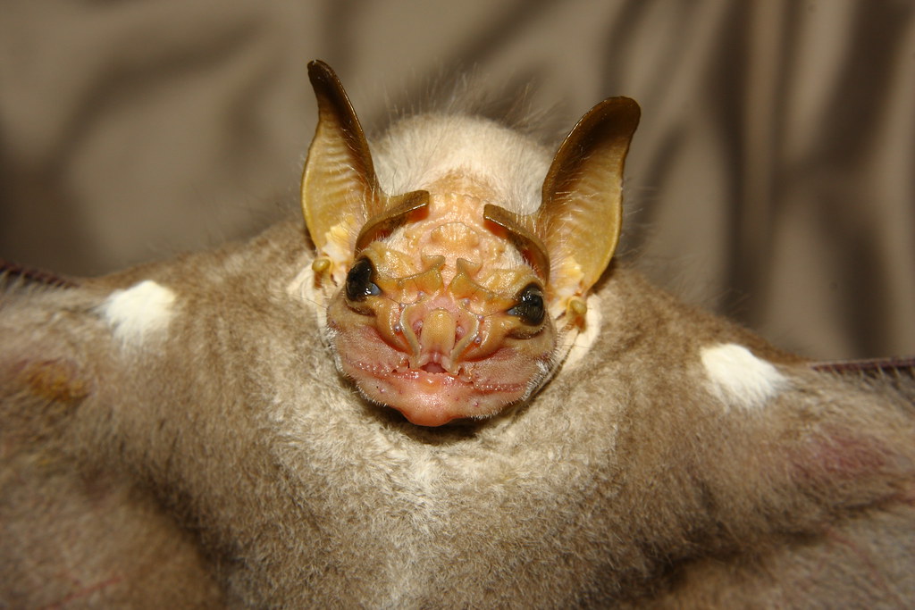 Wrinkle-faced bat