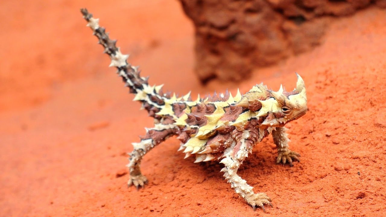 Thorny dragon