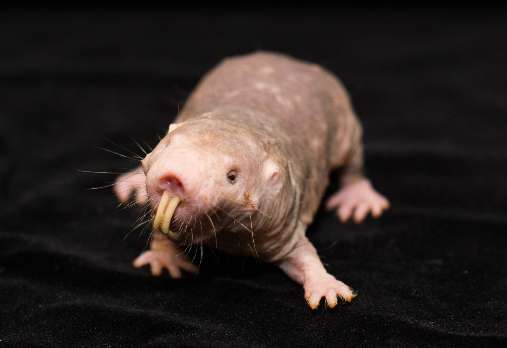 Naked mole rat