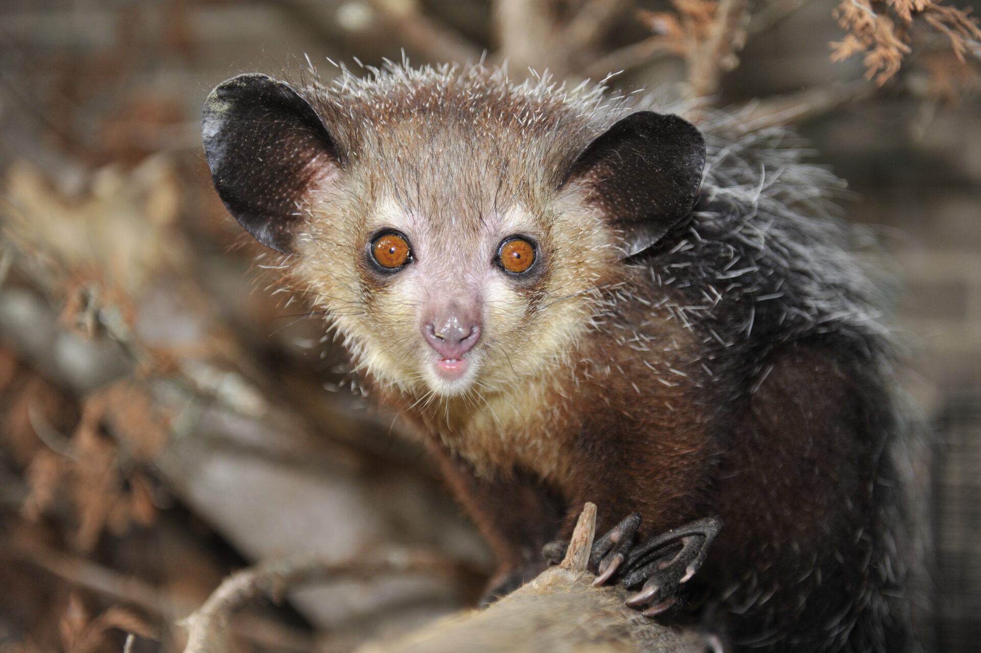 Aye-aye