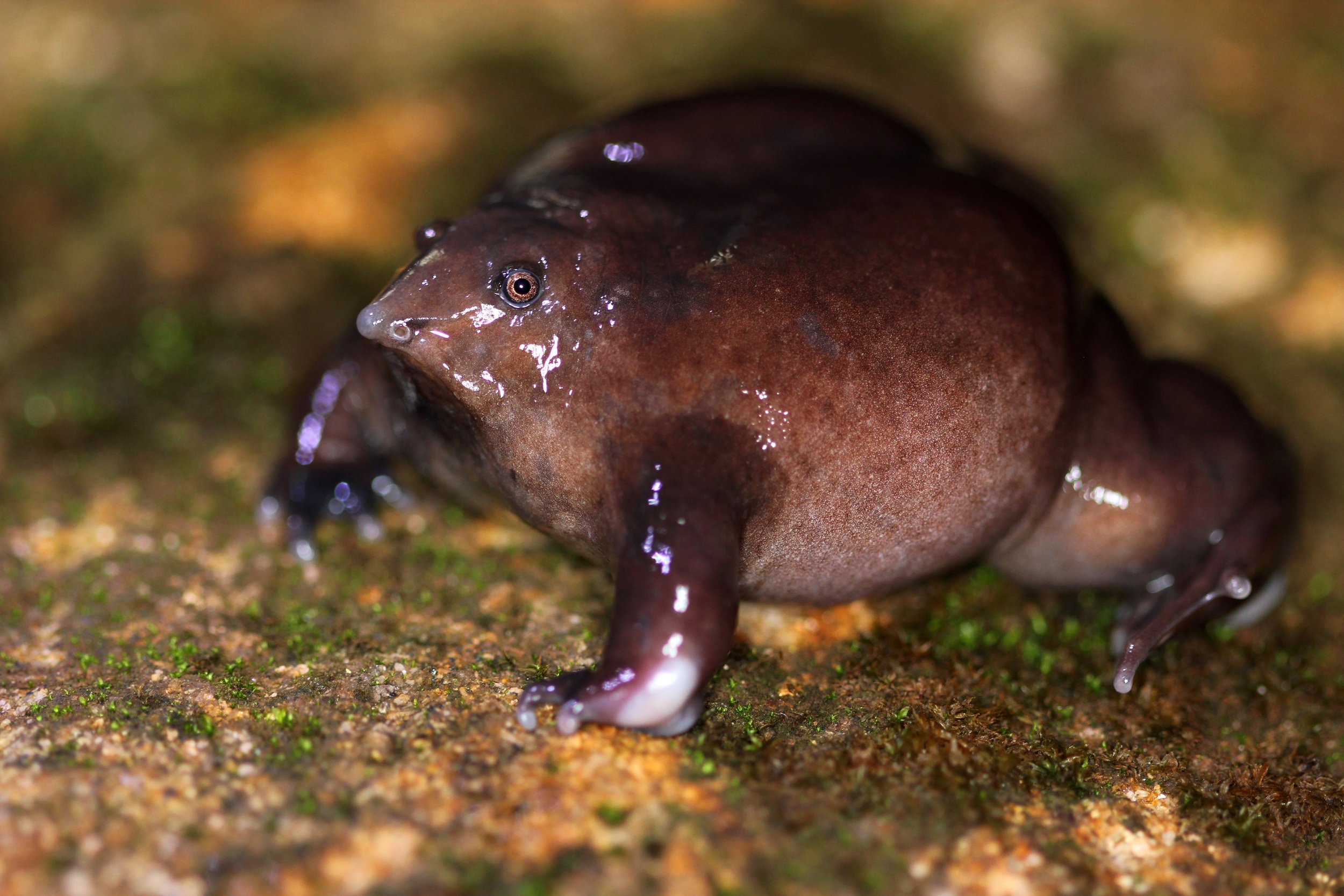 Purple frog