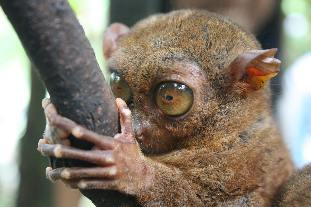 Tarsier