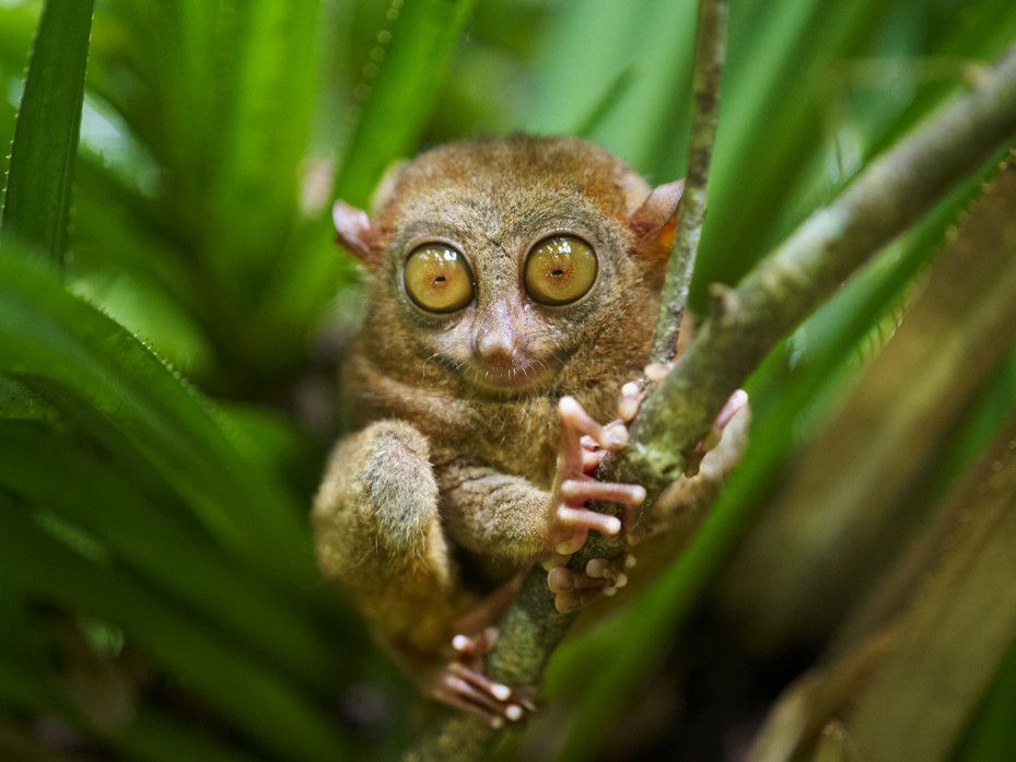 Tarsier