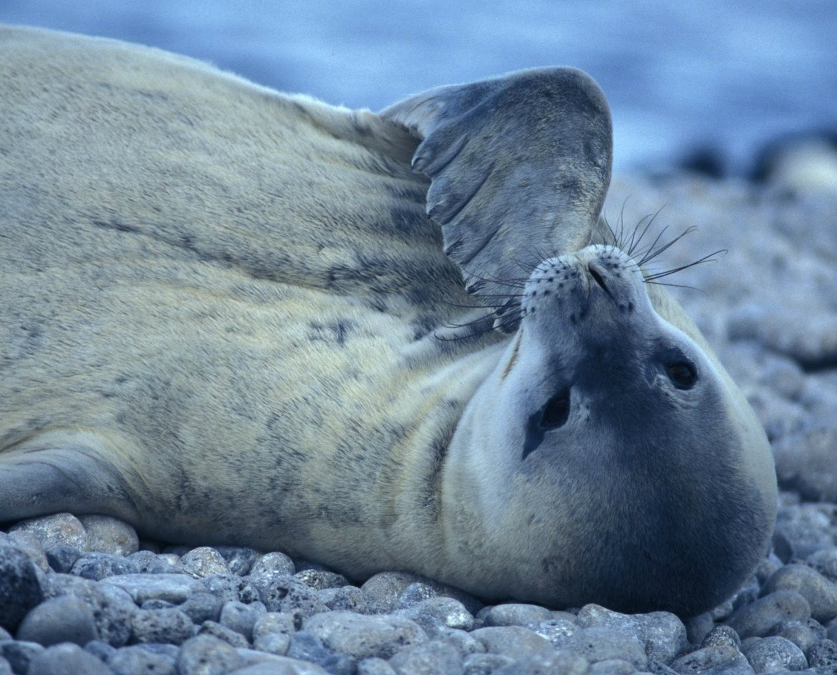 Diet of seal