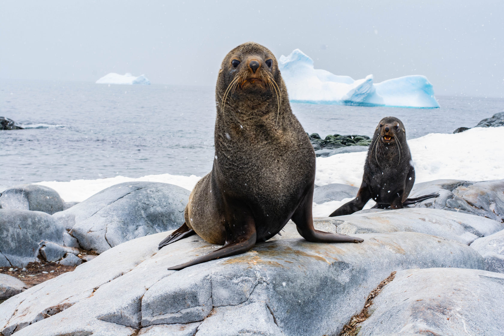 Physical characteristics of the seal