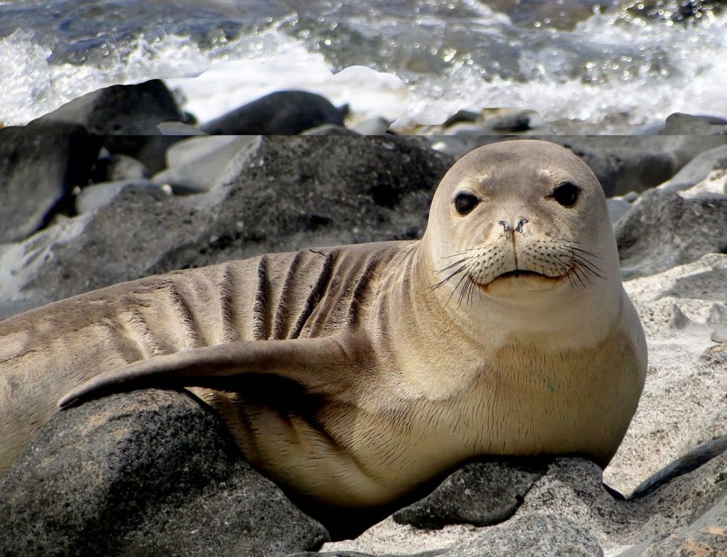 Gestation period of the seal