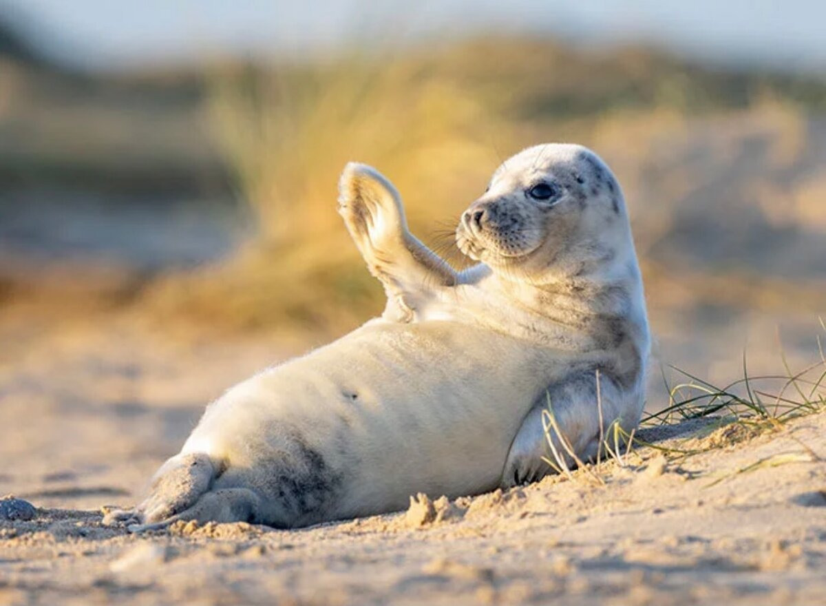 The hearing ability of the seal