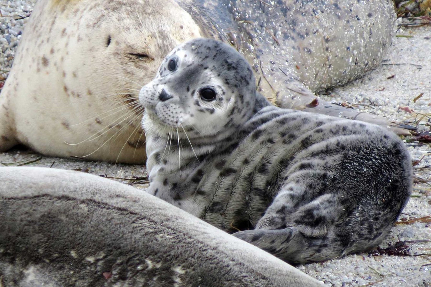 The hearing ability of the seal