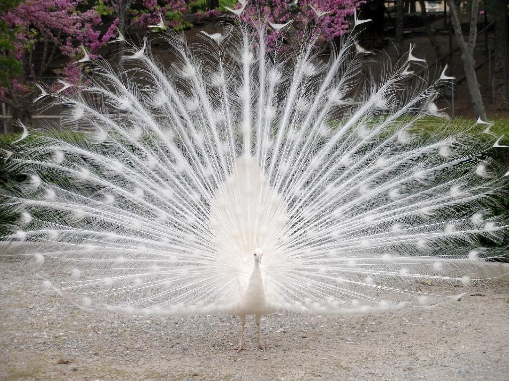 White Peacocks