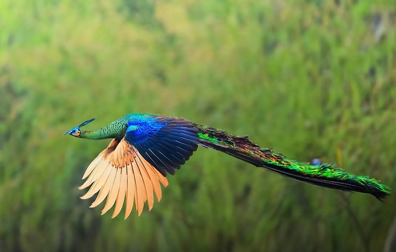  Peacocks are good at flying despite the massive body