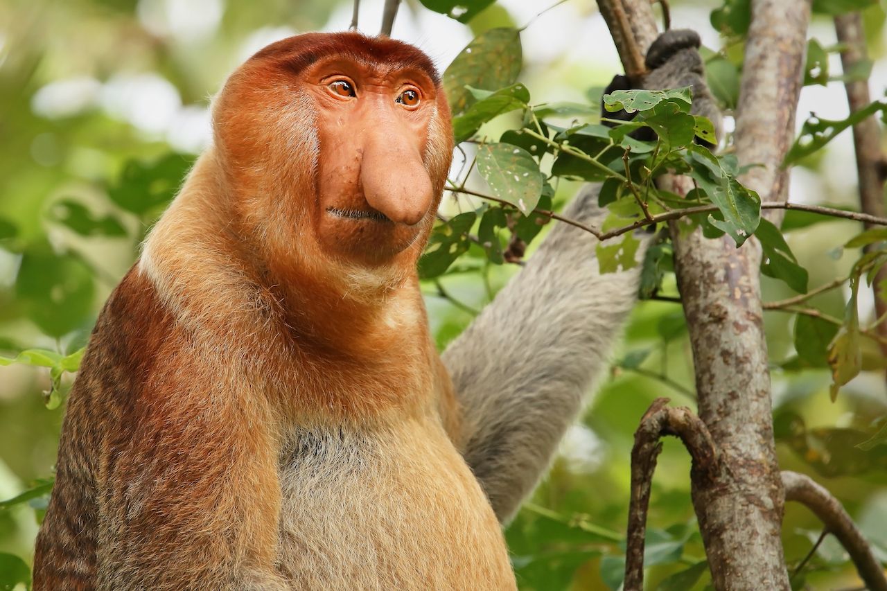  Proboscis Monkey