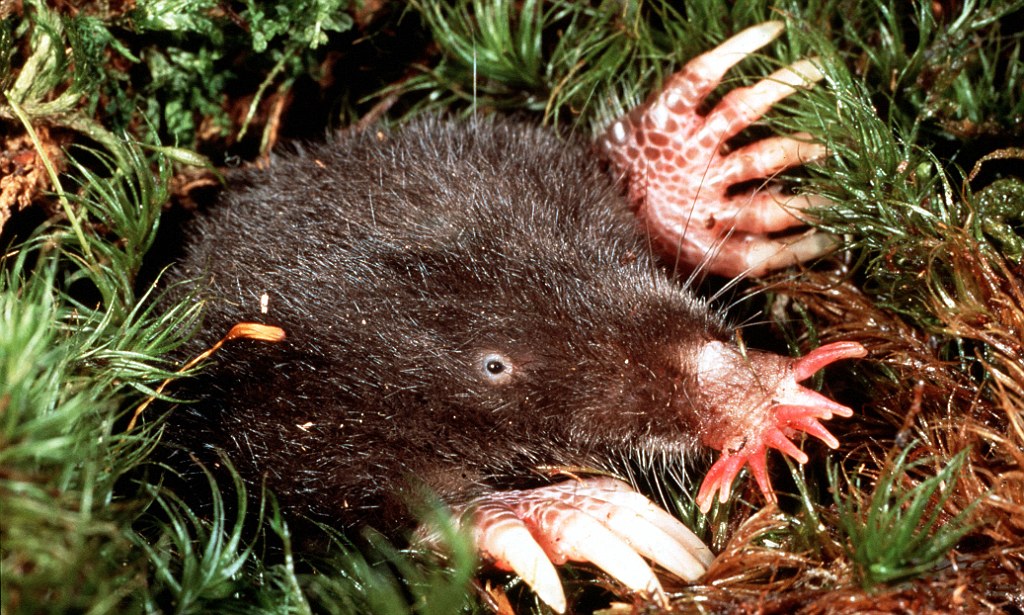 Star-Nosed Mole