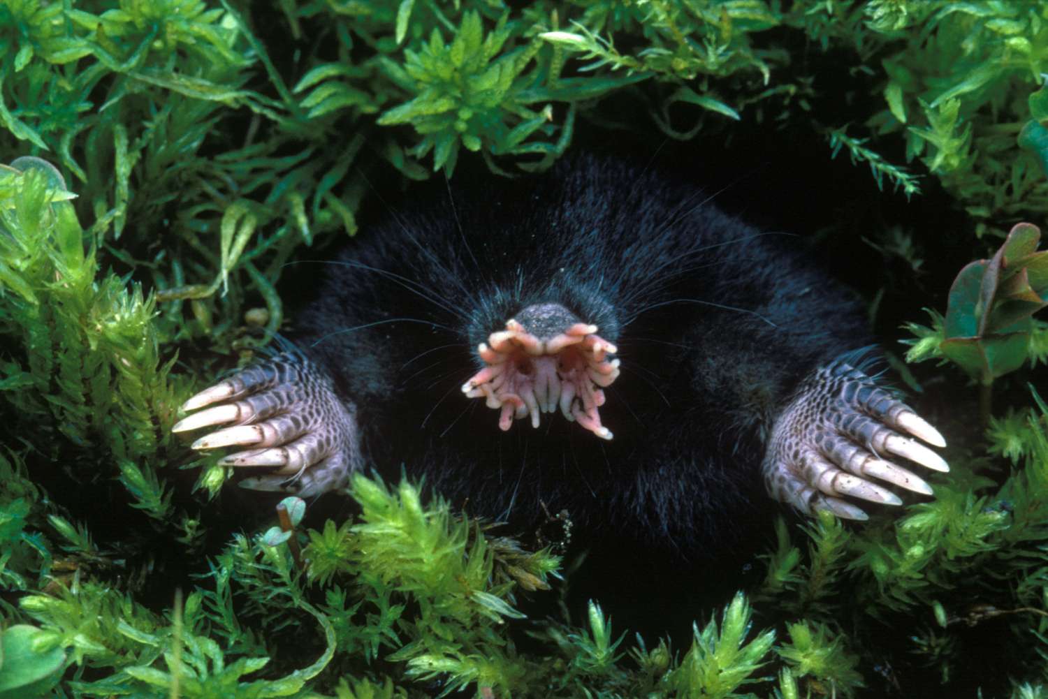 Star-Nosed Mole