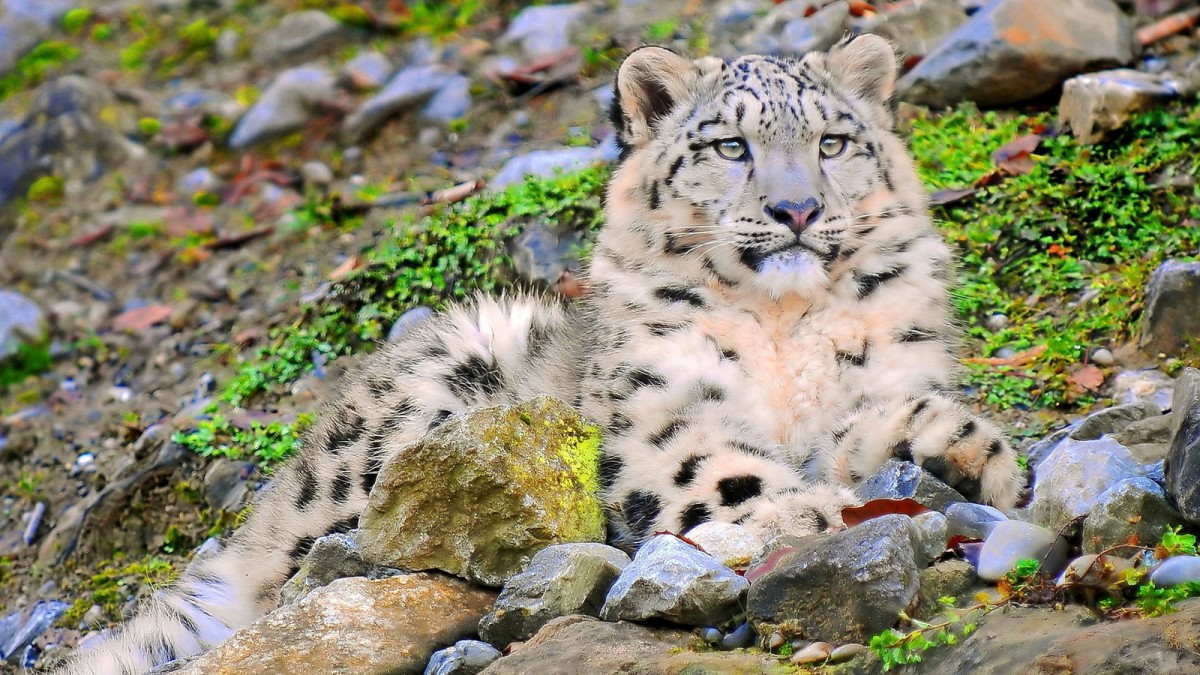  Snow Leopard