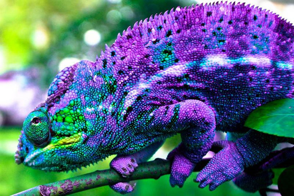 Chameleon