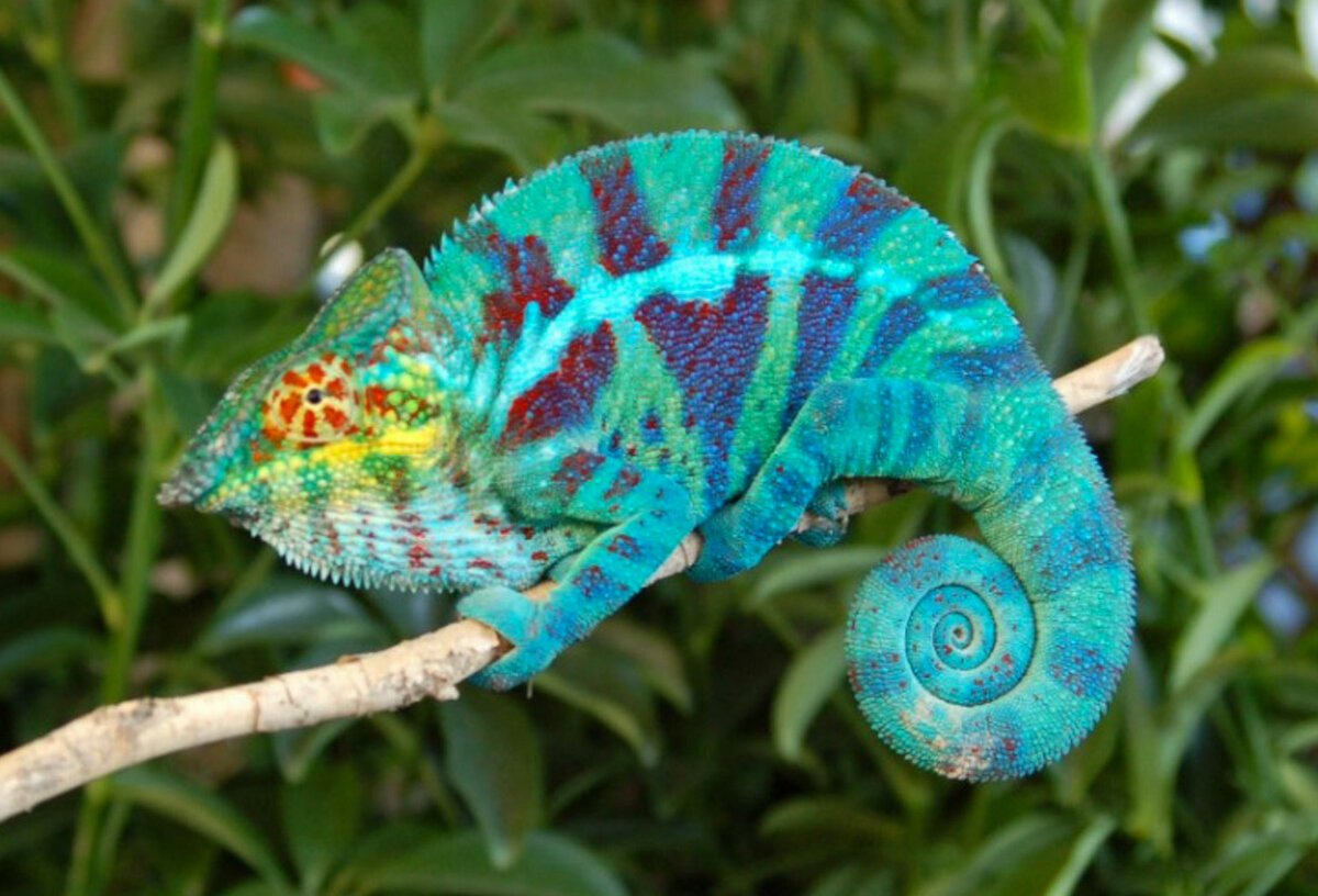 Chameleon