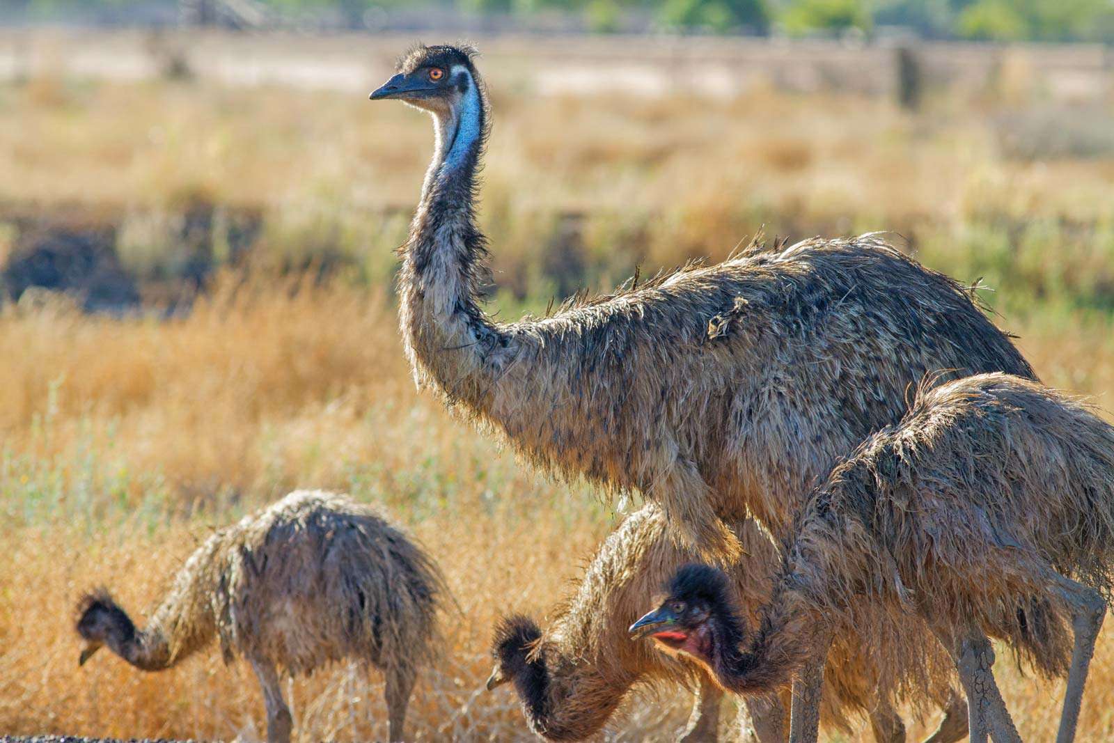 The Emu