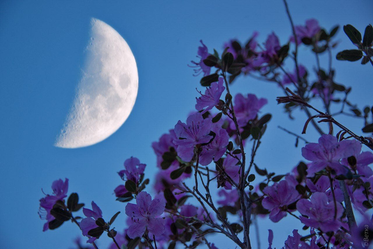 Moon flowers