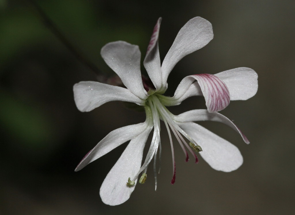 Nottingham Catchfly