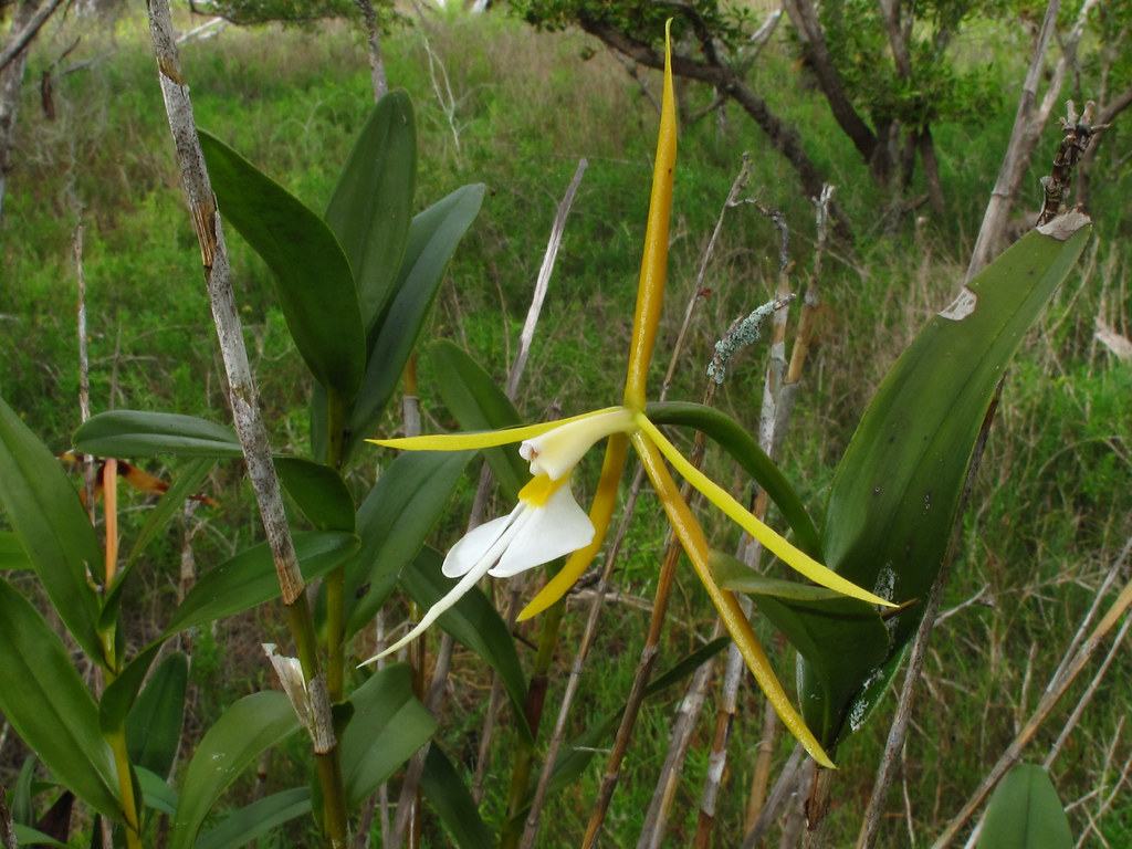 Night-scented orchid