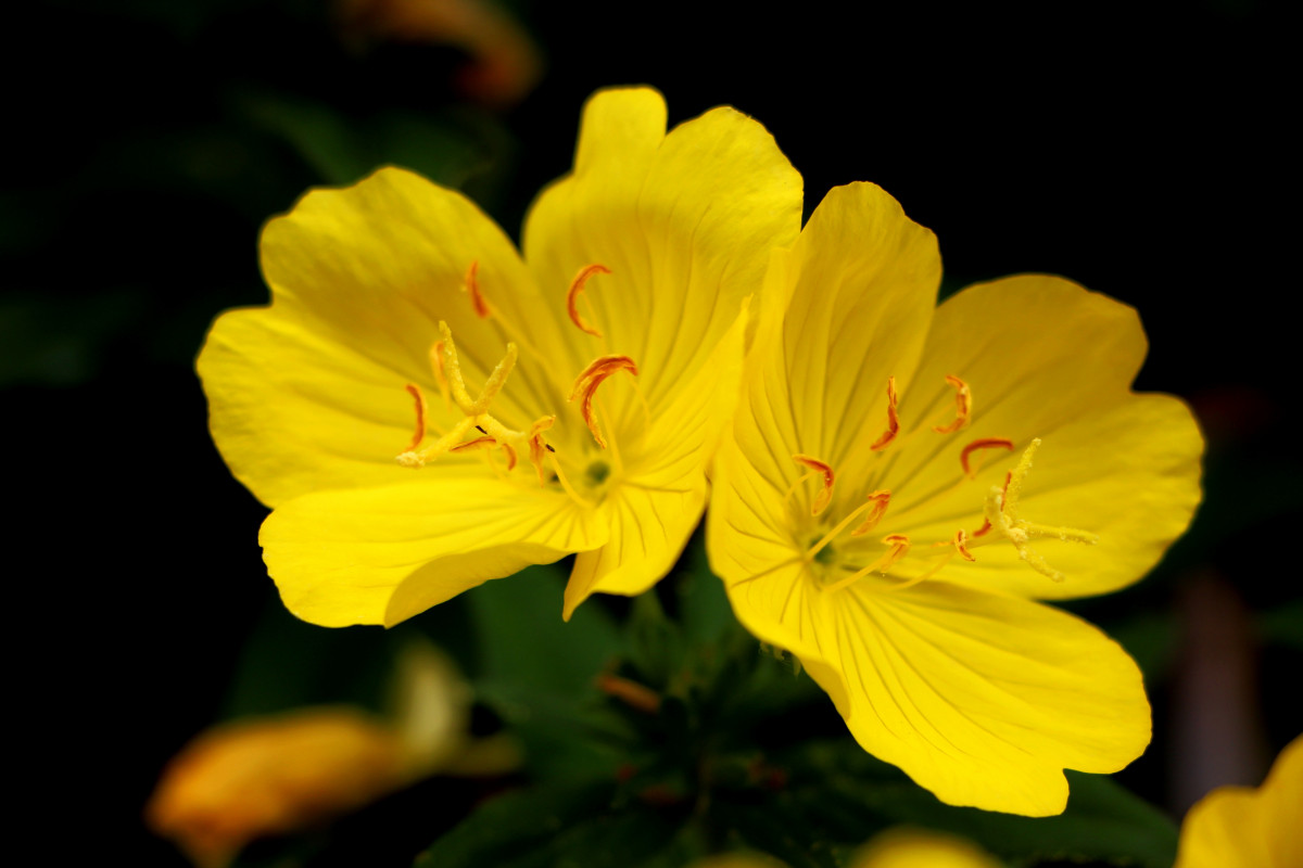 Evening Primrose