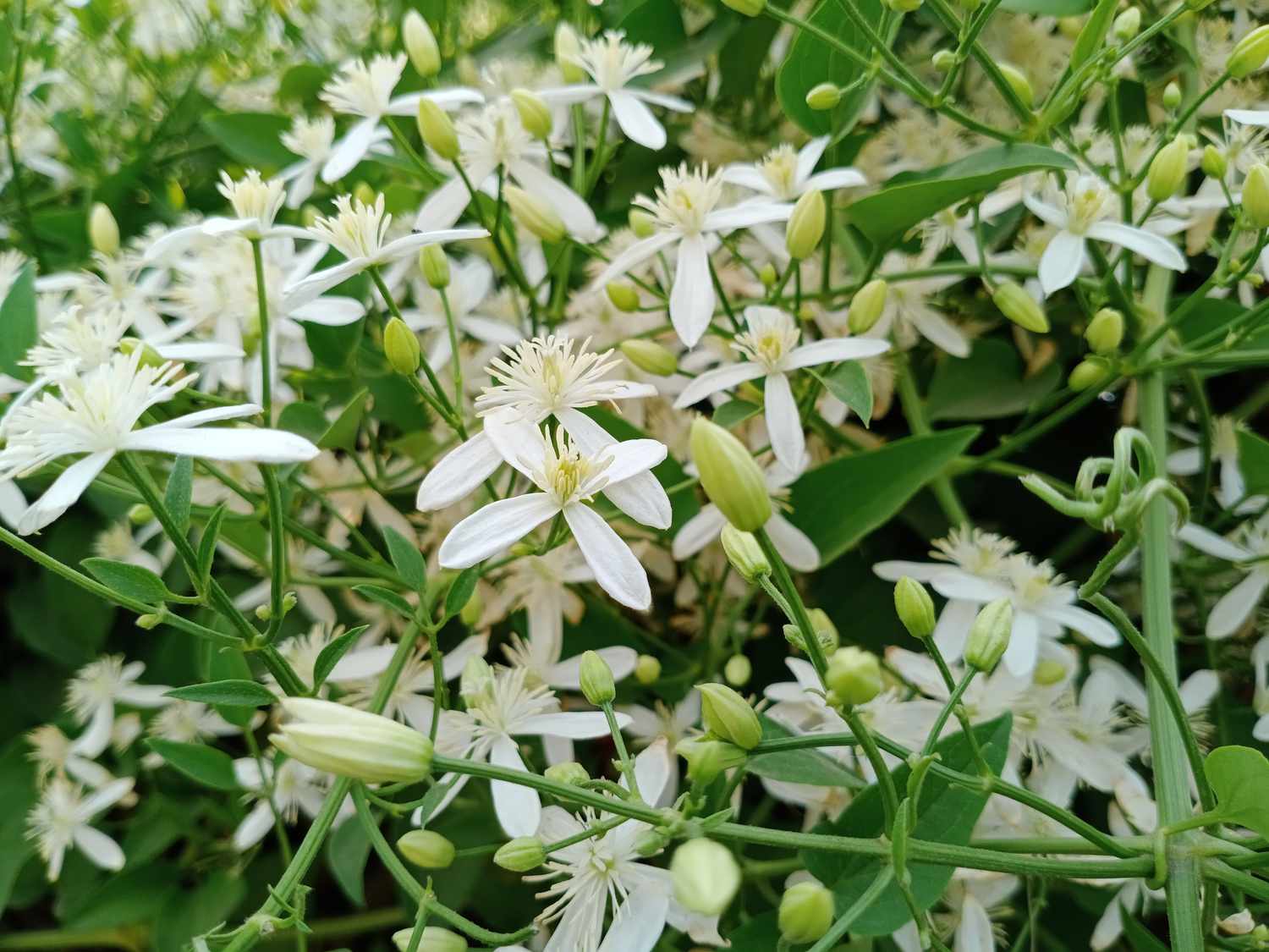 Night blooming jessamine