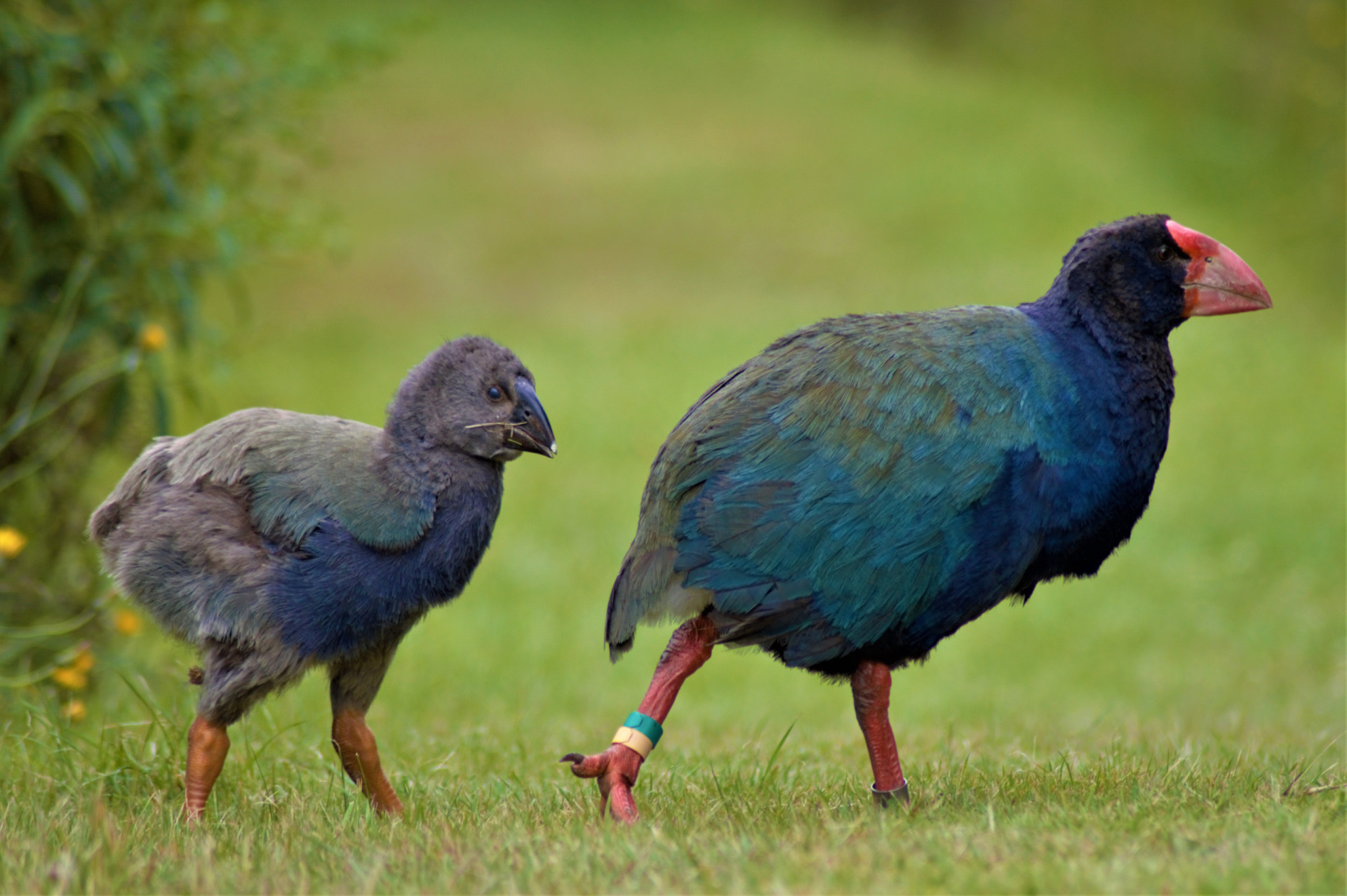 Takahe