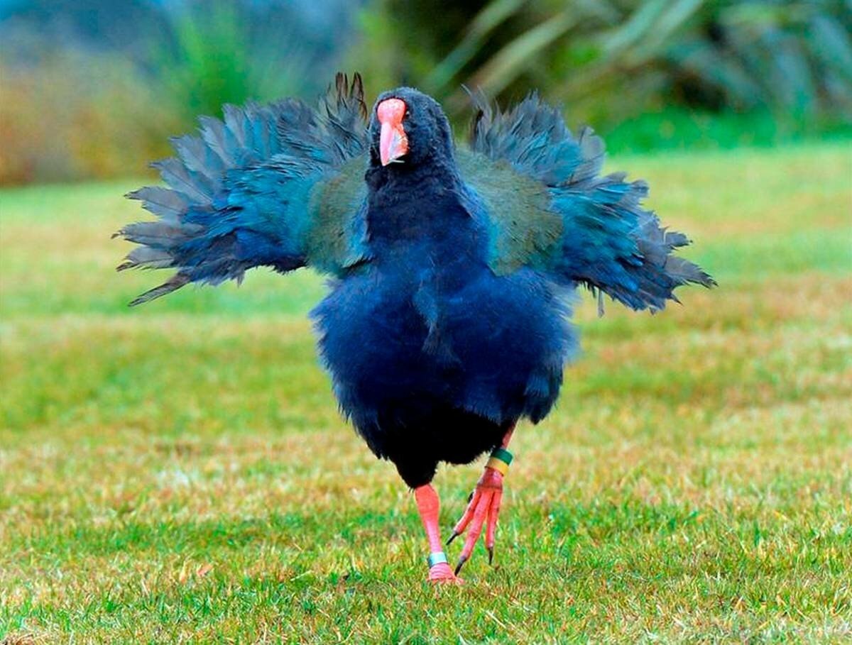 Takahe