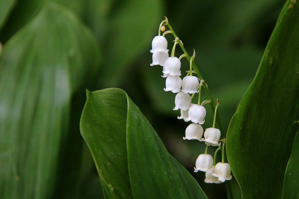 7 Most Poisonous Plants In The World Nature’s Silent Killers STARNEWS