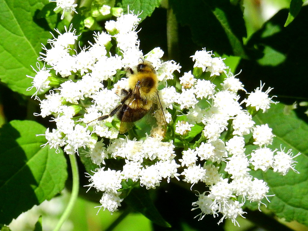 White Snakeroot