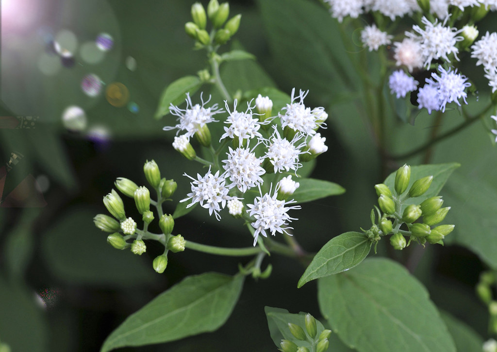 White Snakeroot