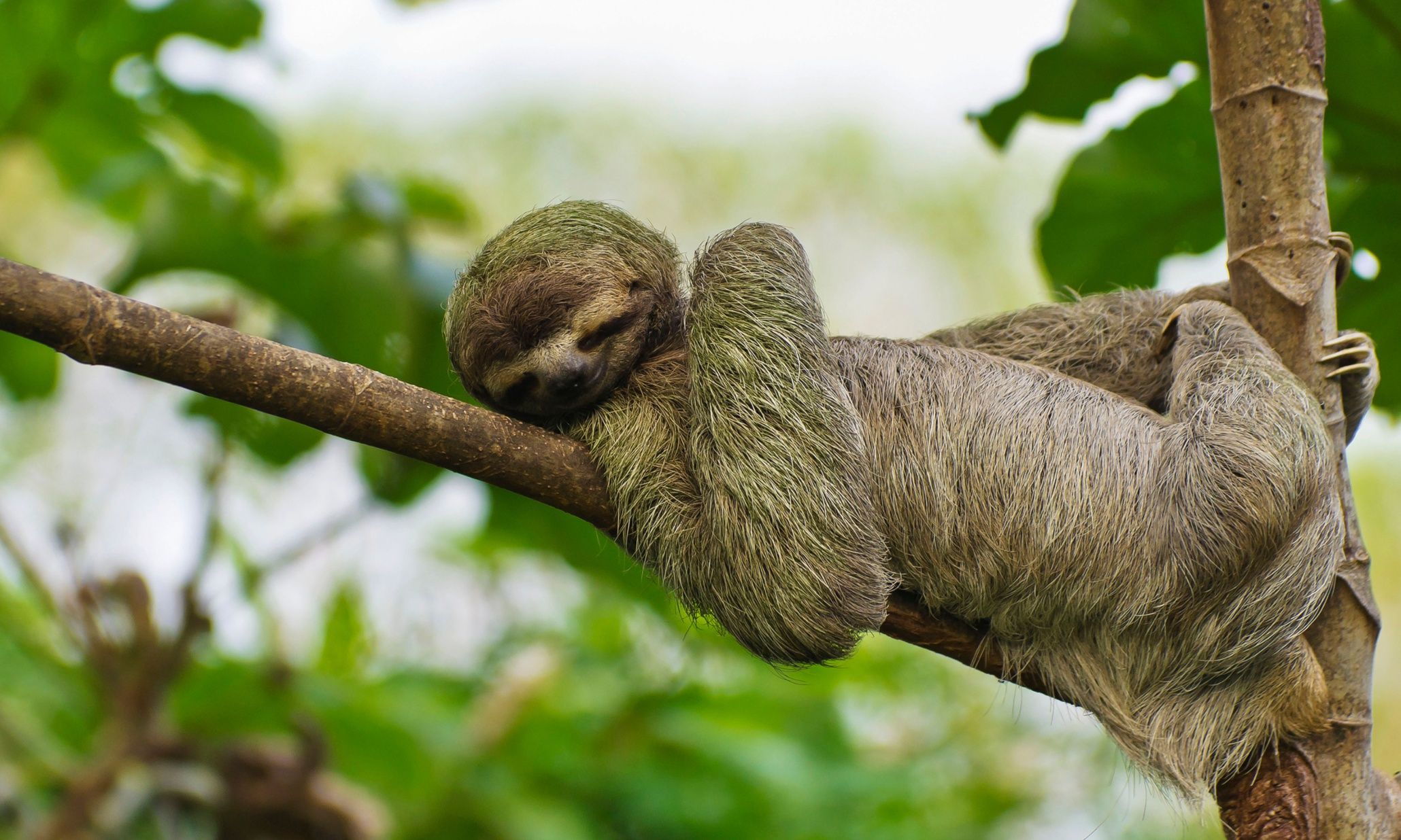 Three-Toed Sloth