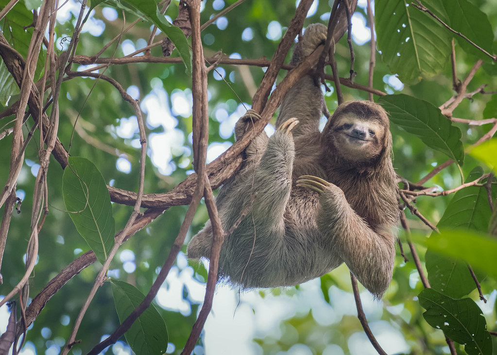 Three-Toed Sloth