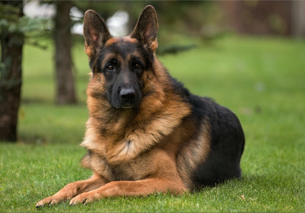 German Shepherd