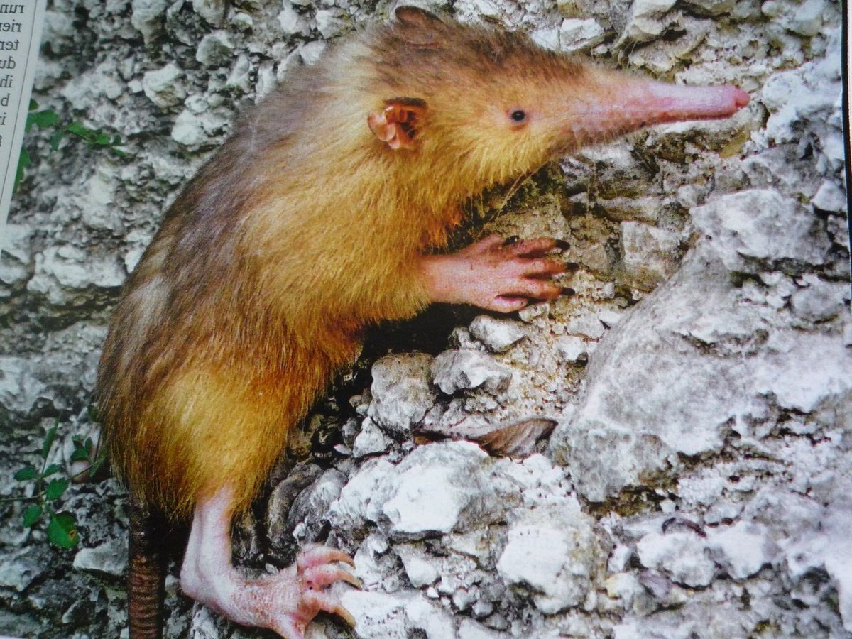 Hispaniolan solenodon