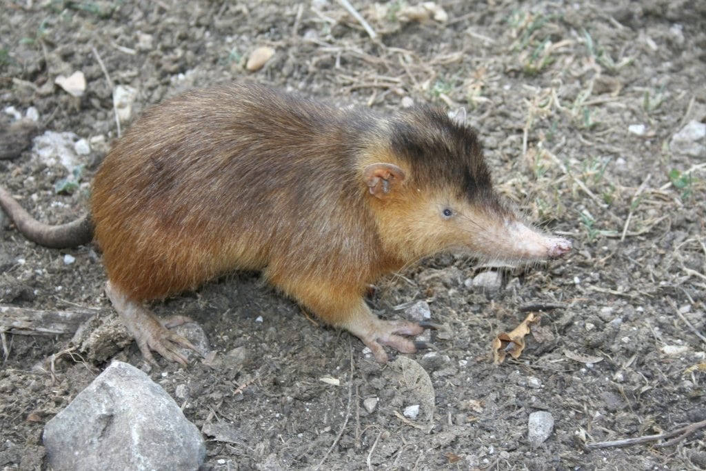 Hispaniolan solenodon