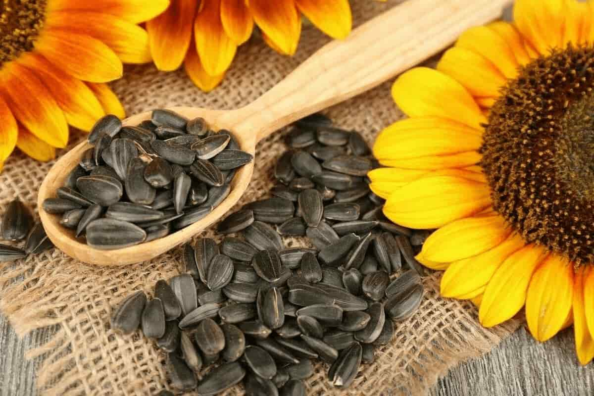 Sunflower seeds