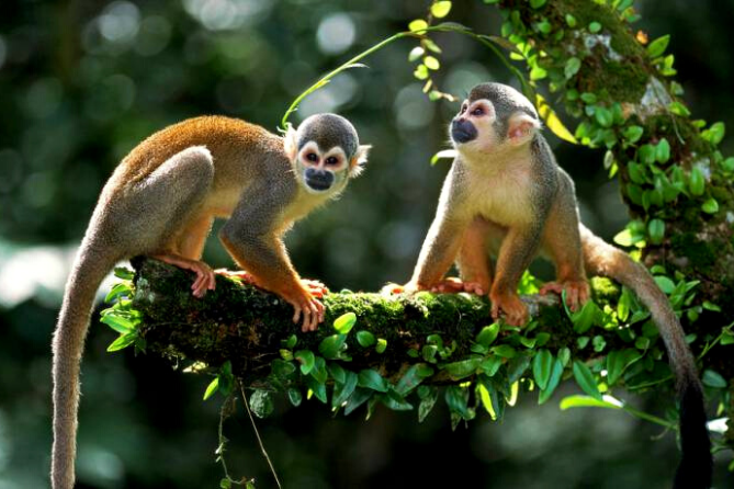 Monkeys are found in tropical and sub-tropical climates