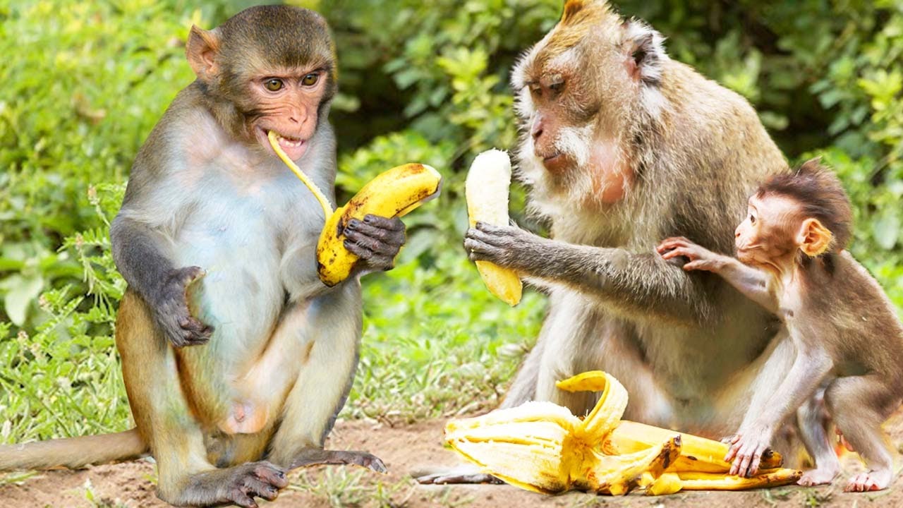 Most monkeys are omnivores, eating both plants and animals