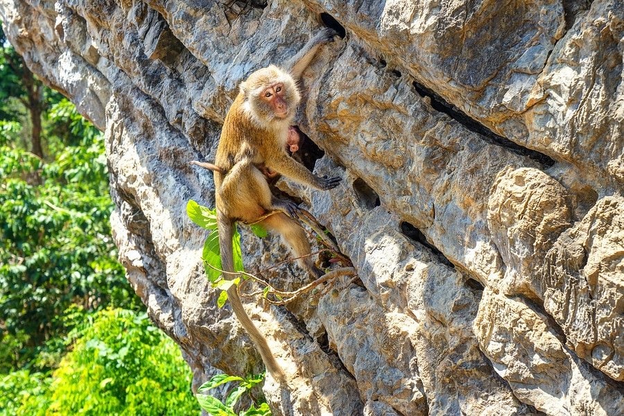 Monkeys are excellent climbers and can leap great distances