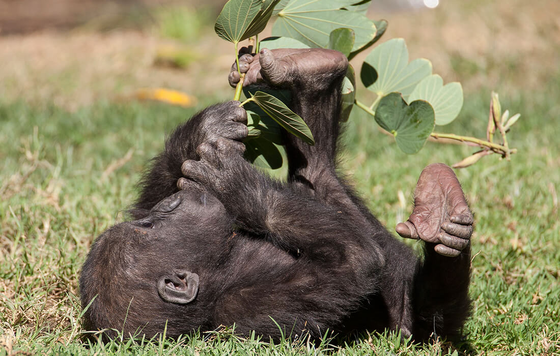 Monkeys have opposable thumbs, which allows them to grasp objects