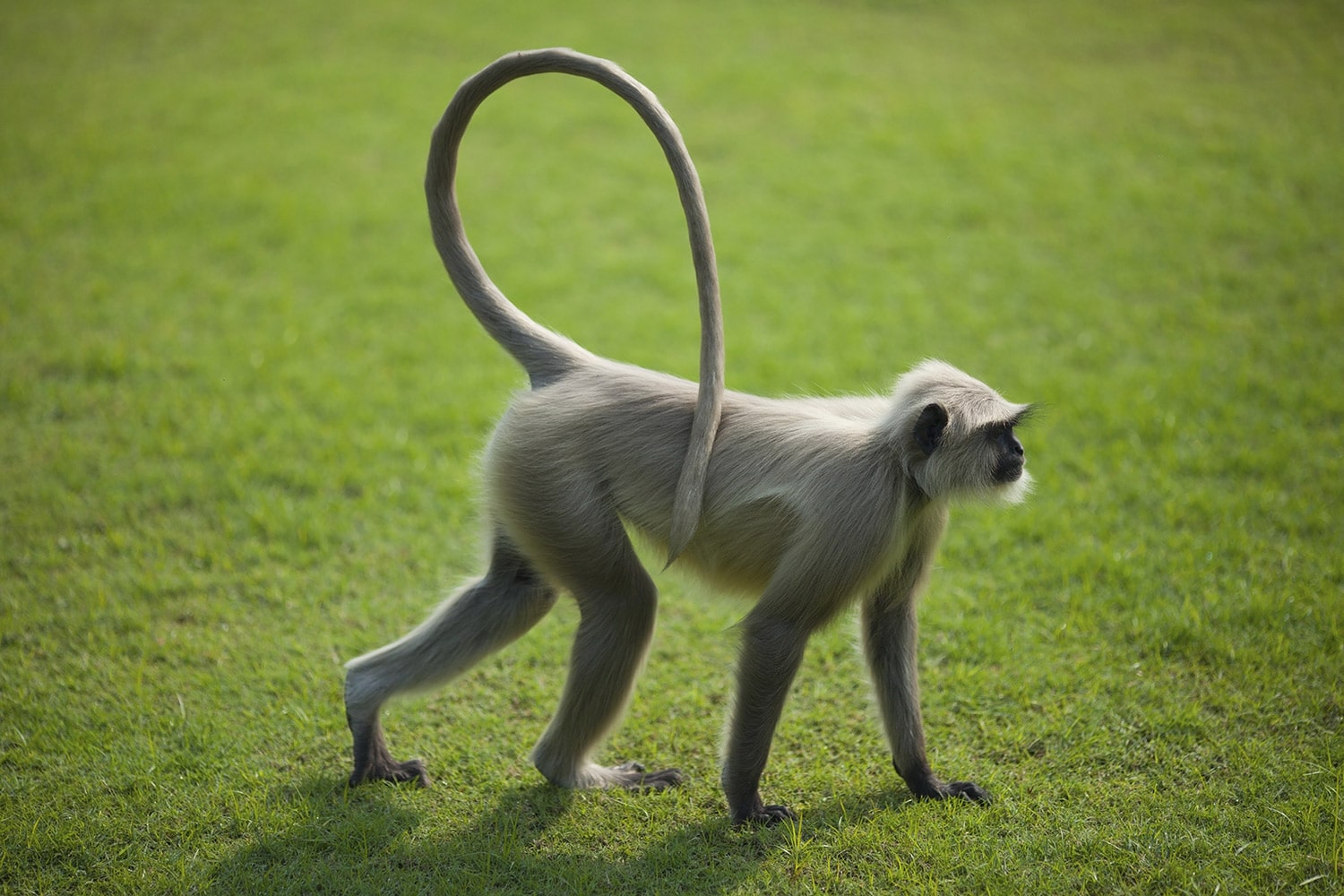 Monkeys have opposable thumbs, which allows them to grasp objects