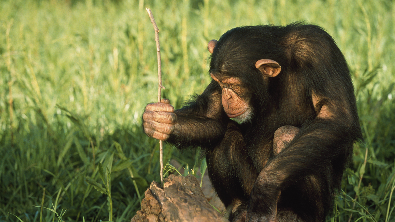 Some monkeys are known to use tools, such as sticks to get food