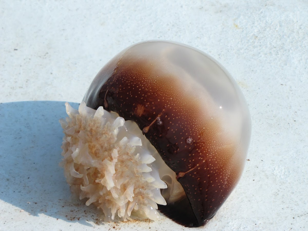 Cannonball Jellyfish