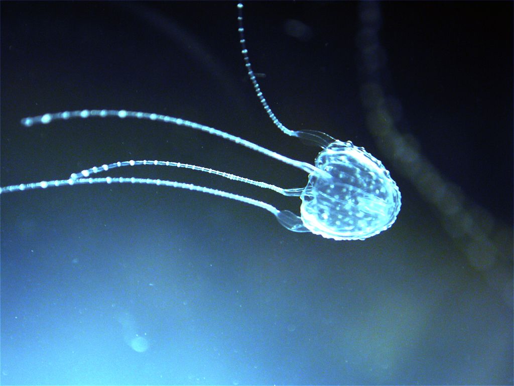 Irukandji Jellyfish