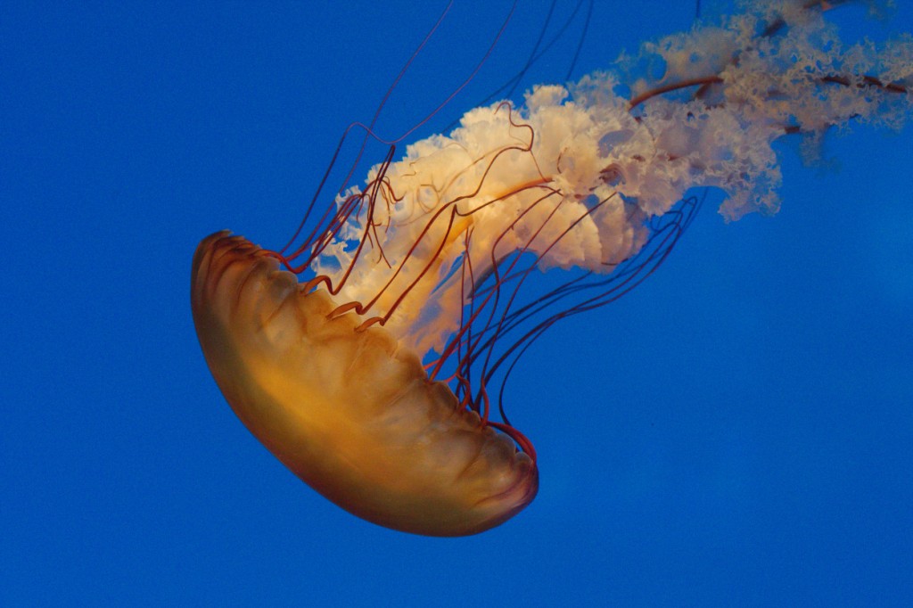 Sea Nettle