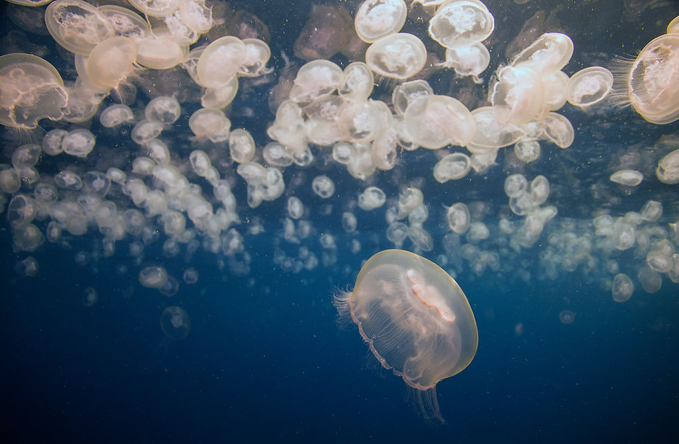 Moon Jellyfish