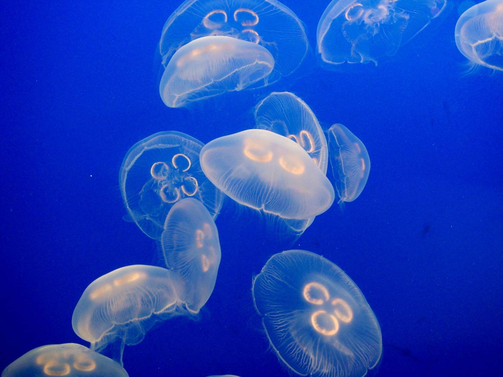 Moon Jellyfish