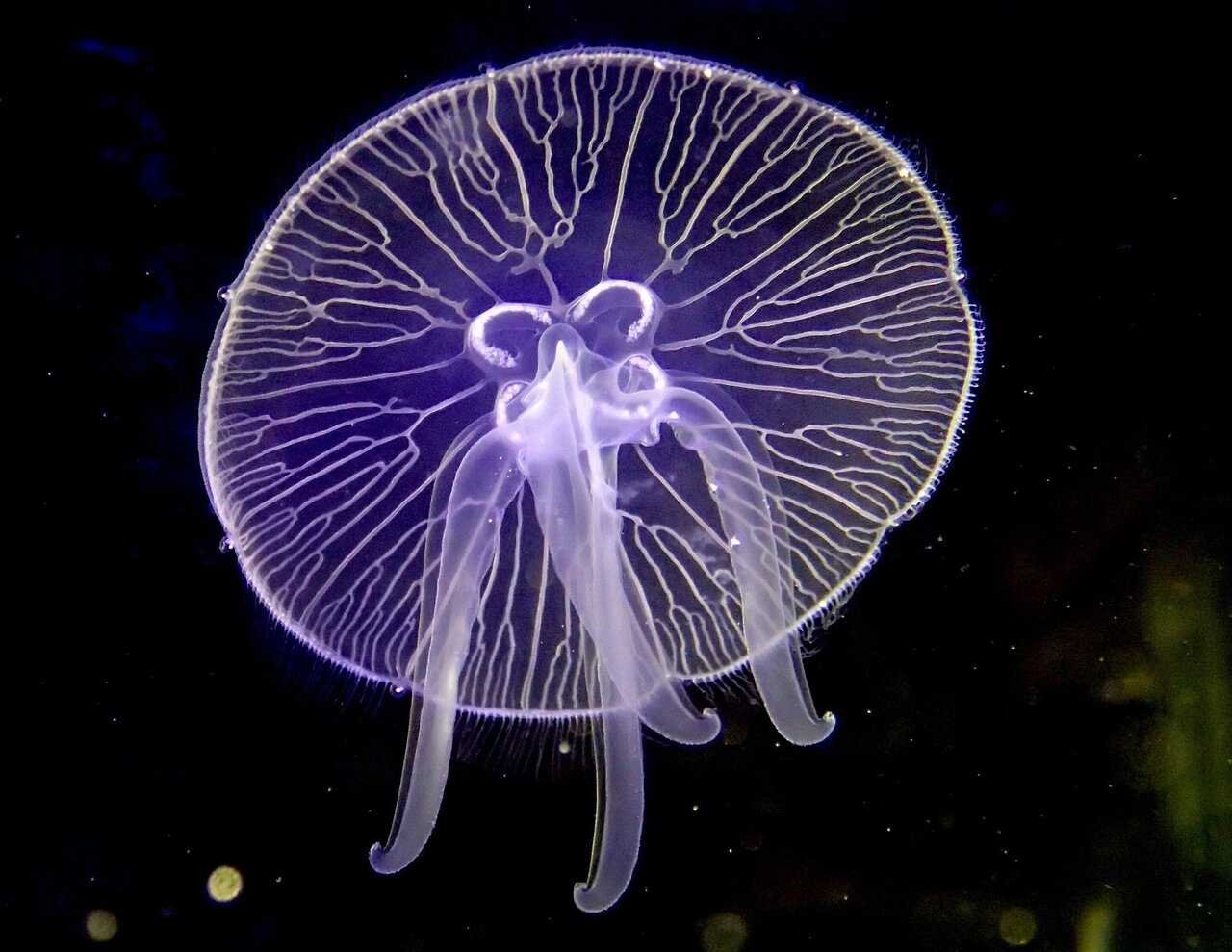 Moon Jellyfish