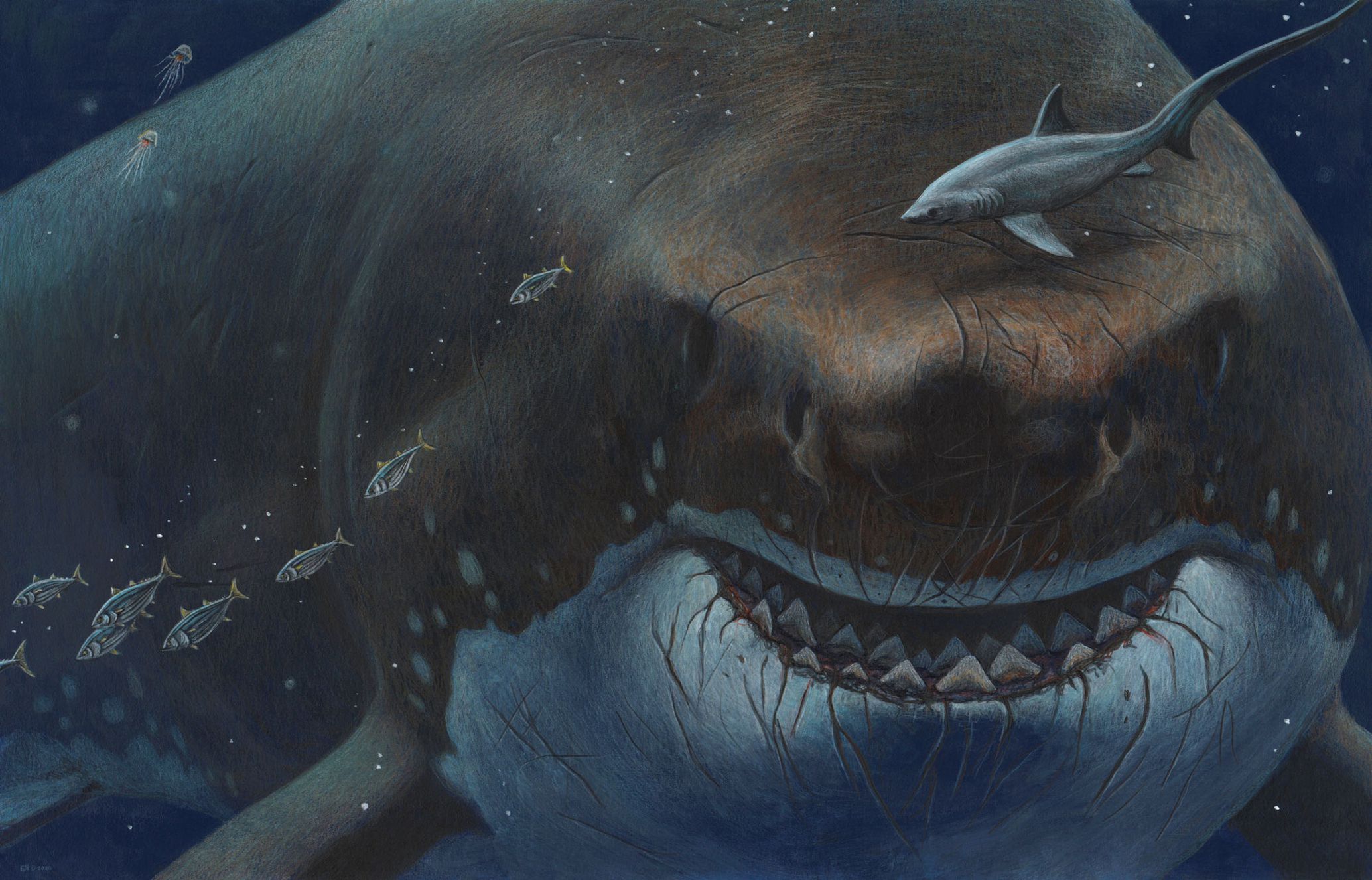 The Megalodon lived in times when humanity did not yet exist
